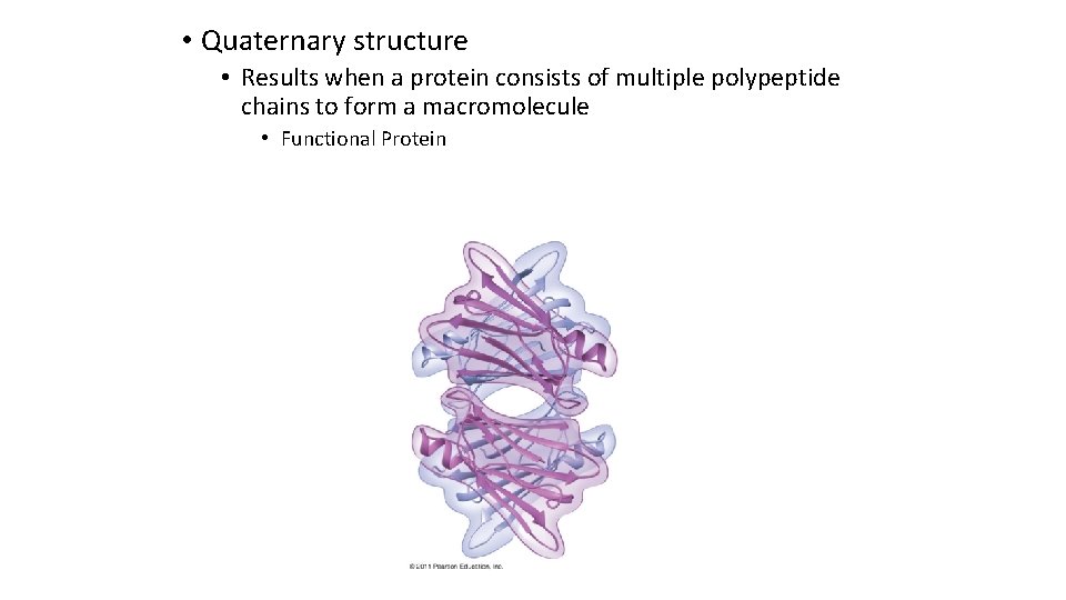  • Quaternary structure • Results when a protein consists of multiple polypeptide chains