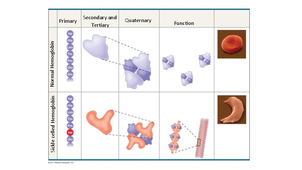 Sickle celled Hemoglobin Normal Hemoglobin Primary Secondary and Tertiary Quaternary Function 