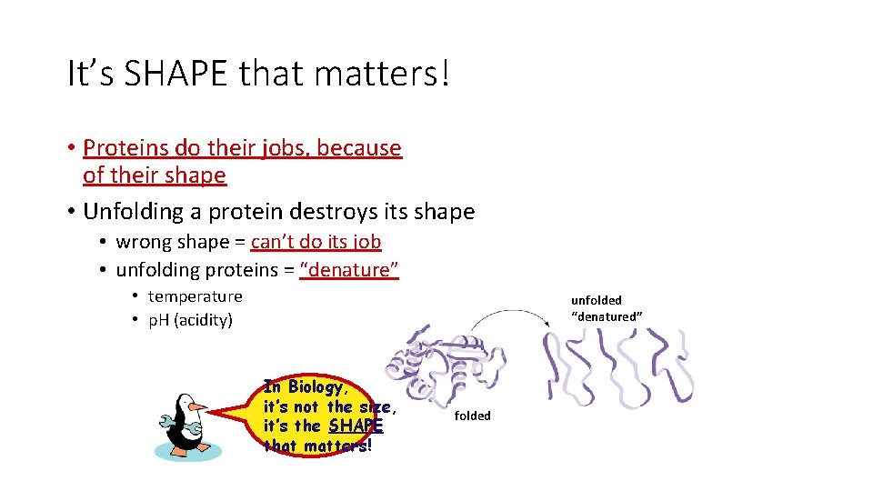 It’s SHAPE that matters! • Proteins do their jobs, because of their shape •