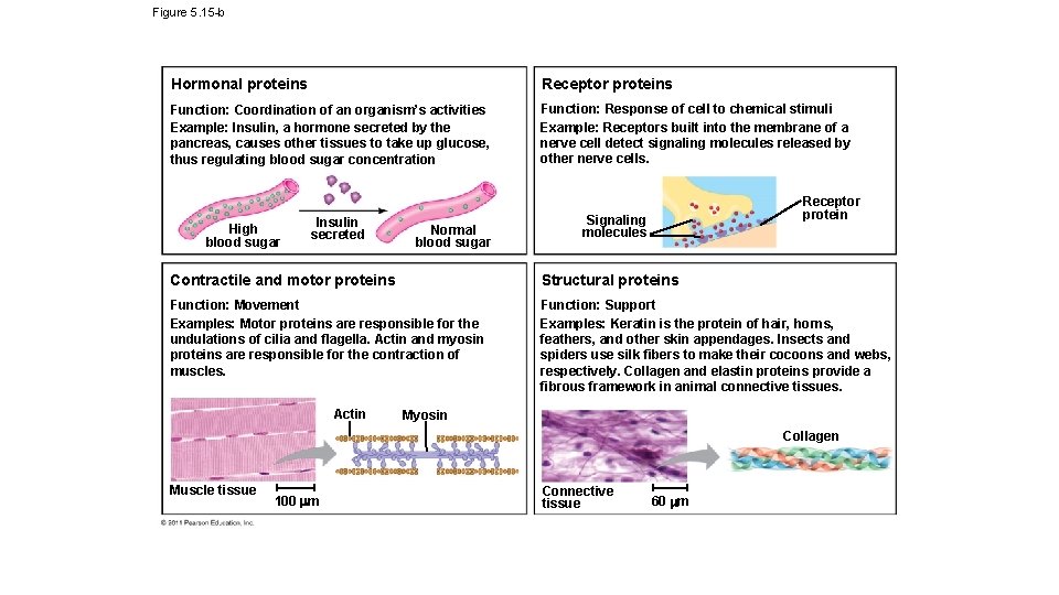 Figure 5. 15 -b Hormonal proteins Receptor proteins Function: Coordination of an organism’s activities