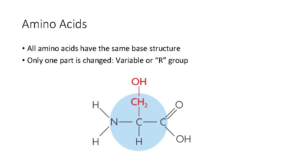 Amino Acids • All amino acids have the same base structure • Only one