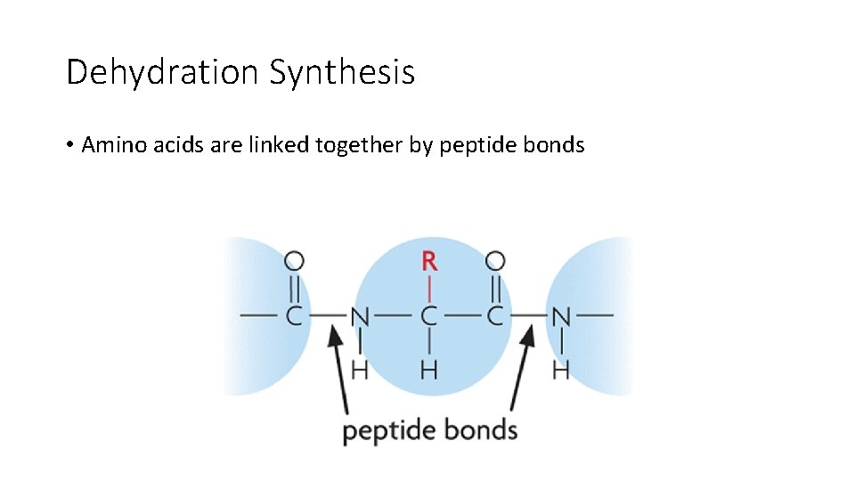 Dehydration Synthesis • Amino acids are linked together by peptide bonds 