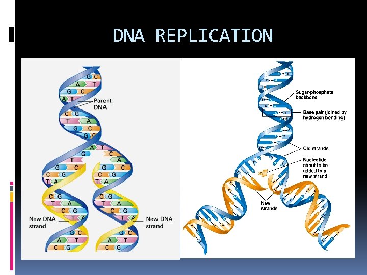 DNA REPLICATION 