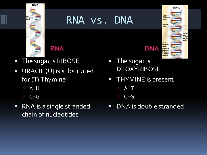 RNA vs. DNA RNA The sugar is RIBOSE URACIL (U) is substituted for (T)