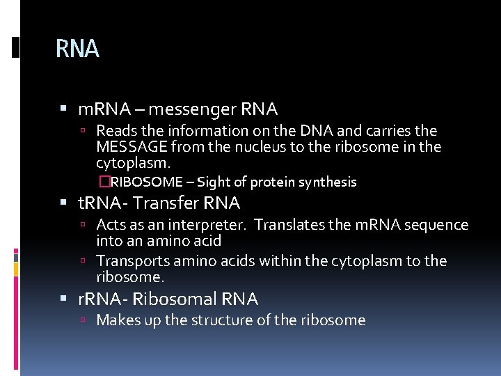 RNA m. RNA – messenger RNA Reads the information on the DNA and carries