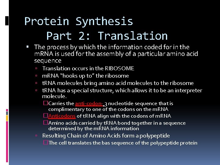 Protein Synthesis Part 2: Translation The process by which the information coded for in