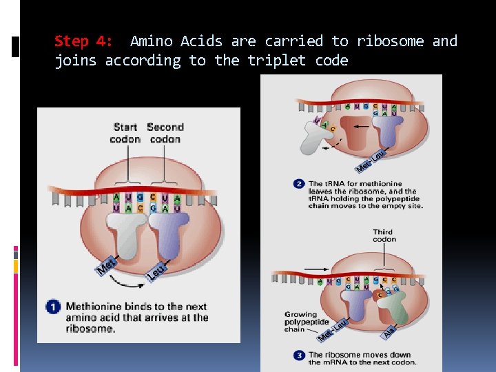 Step 4: Amino Acids are carried to ribosome and joins according to the triplet
