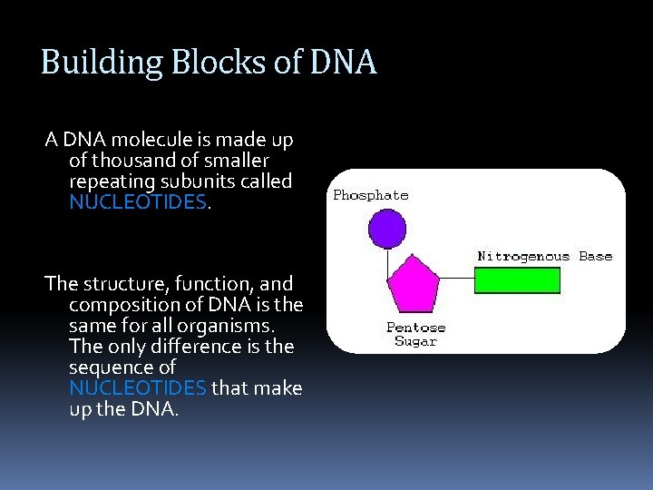 Building Blocks of DNA A DNA molecule is made up of thousand of smaller