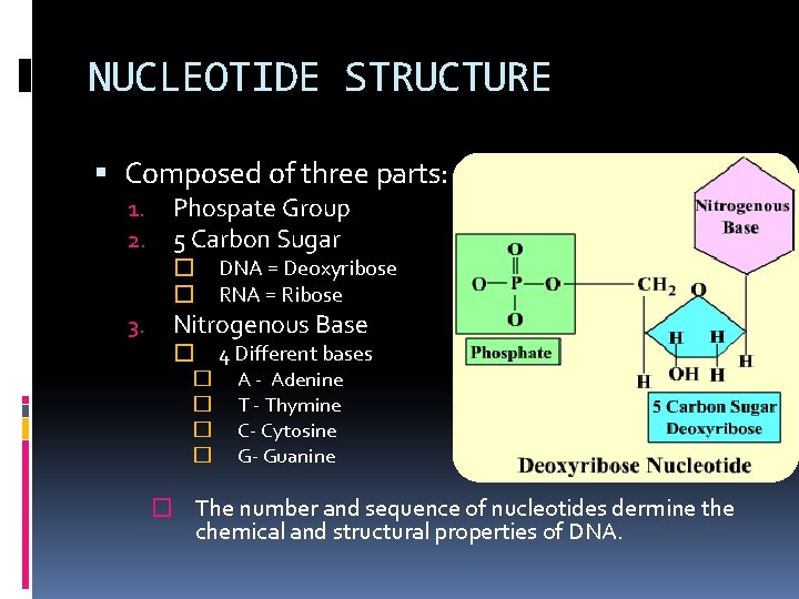 NUCLEOTIDE STRUCTURE Composed of three parts: 1. 2. Phospate Group 5 Carbon Sugar 3.