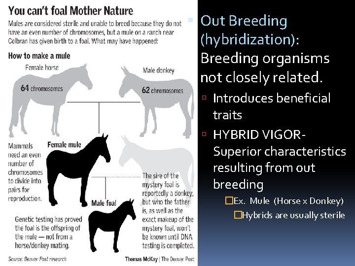  Out Breeding (hybridization): Breeding organisms not closely related. Introduces beneficial traits HYBRID VIGORSuperior