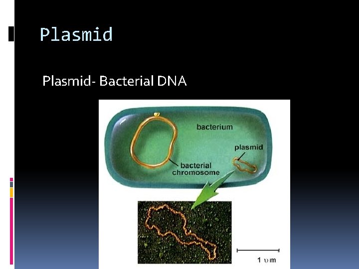 Plasmid- Bacterial DNA 