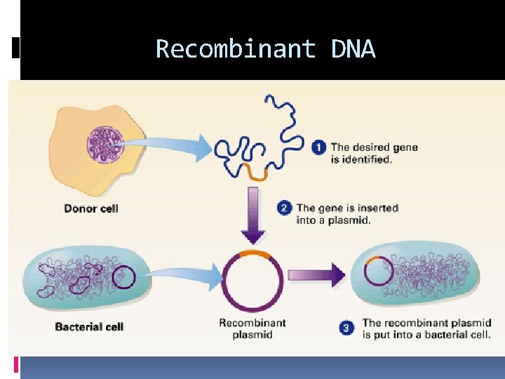 Recombinant DNA is cut with restriction enzyme (Cut the DNA at a specific sequence