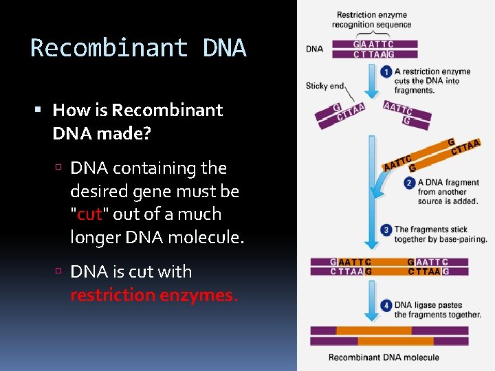 Recombinant DNA How is Recombinant DNA made? DNA containing the desired gene must be