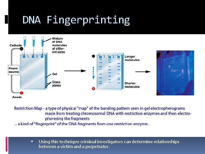 DNA Fingerprinting Using this technique criminal investigators can determine relationships between a victim and