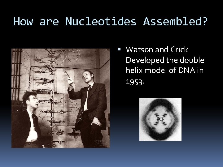 How are Nucleotides Assembled? Watson and Crick Developed the double helix model of DNA