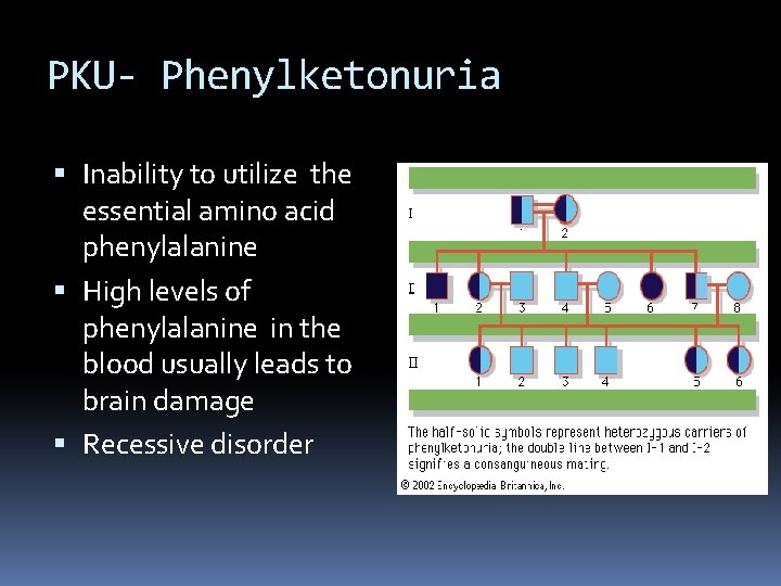 PKU- Phenylketonuria Inability to utilize the essential amino acid phenylalanine High levels of phenylalanine