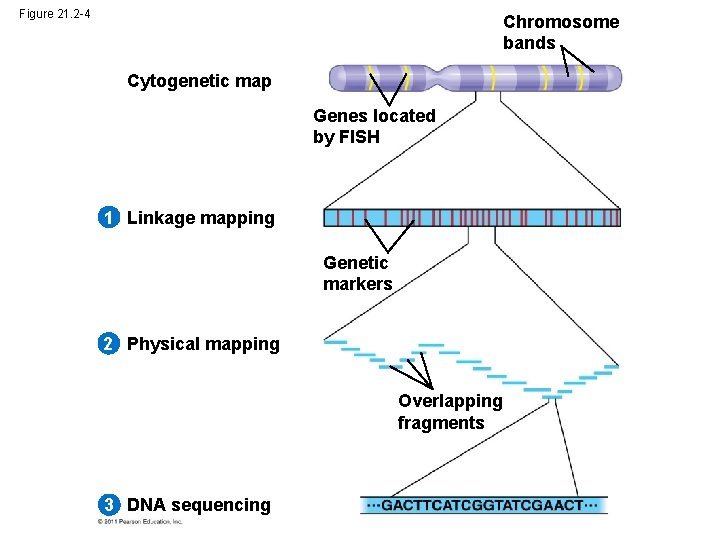 Figure 21. 2 -4 Chromosome bands Cytogenetic map Genes located by FISH 1 Linkage