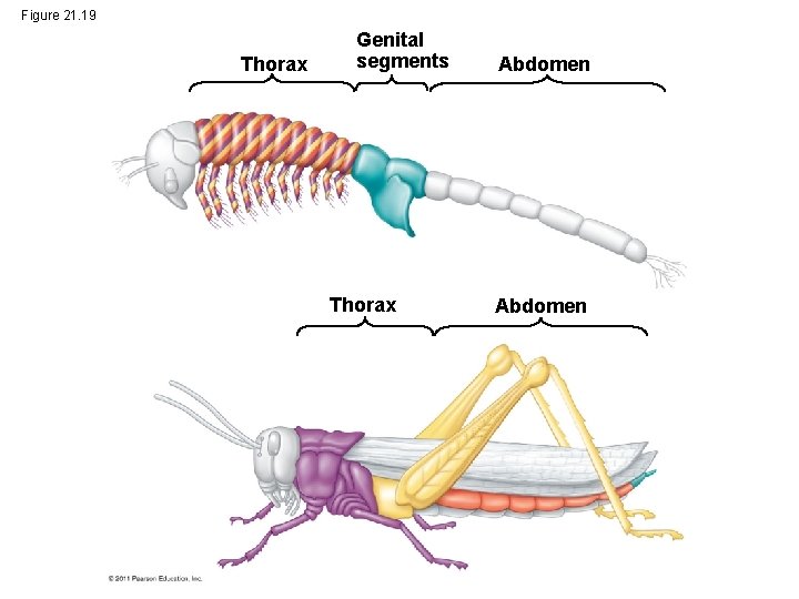 Figure 21. 19 Thorax Genital segments Thorax Abdomen 
