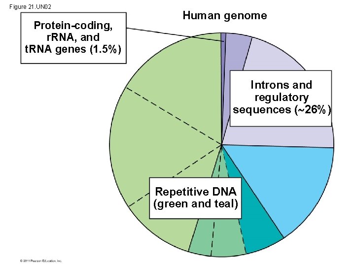 Figure 21. UN 02 Protein-coding, r. RNA, and t. RNA genes (1. 5%) Human