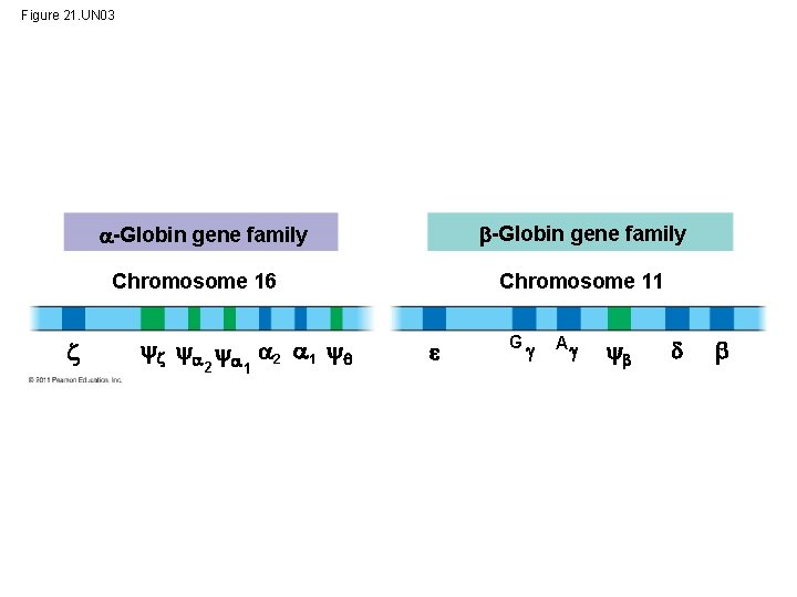 Figure 21. UN 03 -Globin gene family Chromosome 16 2 1 2 1 Chromosome