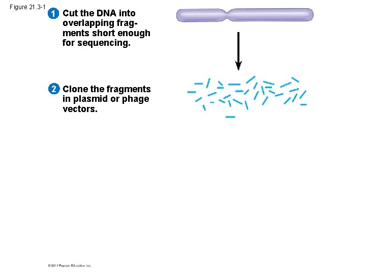 Figure 21. 3 -1 1 Cut the DNA into overlapping fragments short enough for