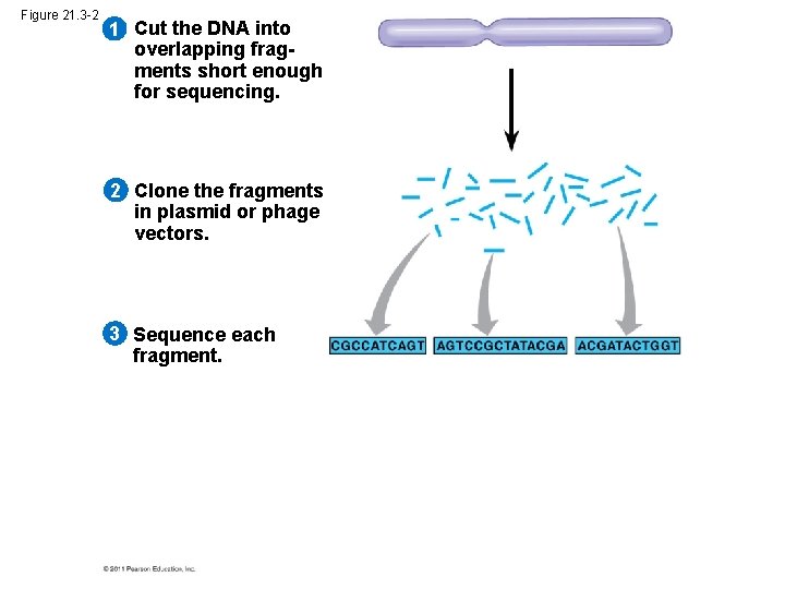 Figure 21. 3 -2 1 Cut the DNA into overlapping fragments short enough for