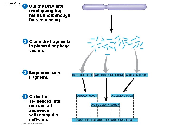 Figure 21. 3 -3 1 Cut the DNA into overlapping fragments short enough for