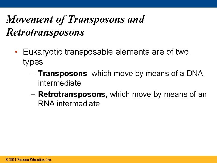 Movement of Transposons and Retrotransposons • Eukaryotic transposable elements are of two types –