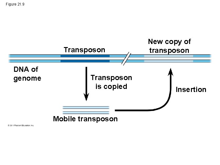 Figure 21. 9 Transposon DNA of genome Transposon is copied Mobile transposon New copy