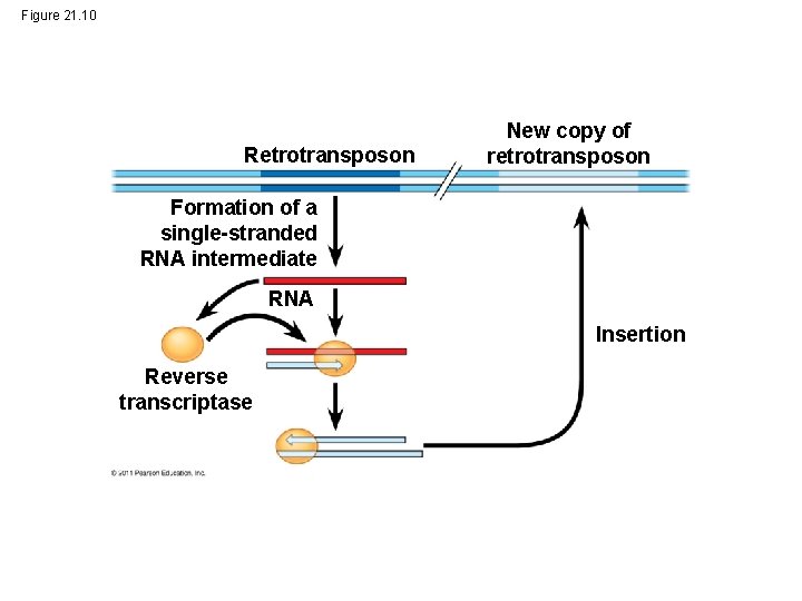 Figure 21. 10 Retrotransposon New copy of retrotransposon Formation of a single-stranded RNA intermediate