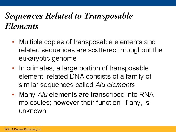 Sequences Related to Transposable Elements • Multiple copies of transposable elements and related sequences