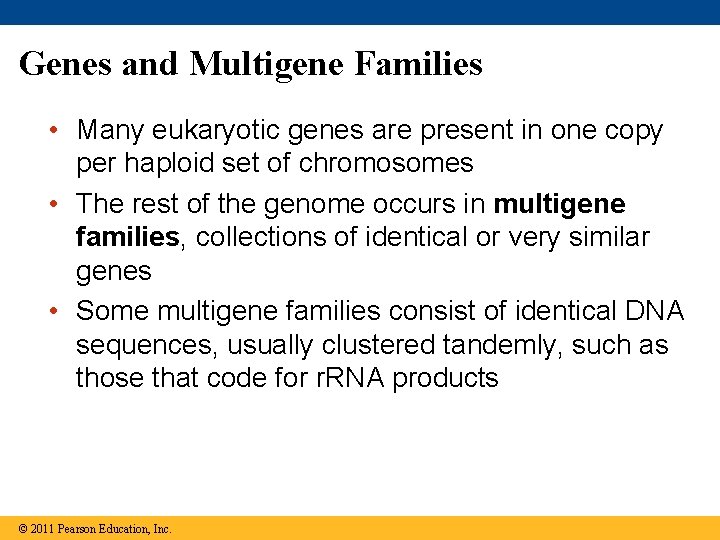 Genes and Multigene Families • Many eukaryotic genes are present in one copy per