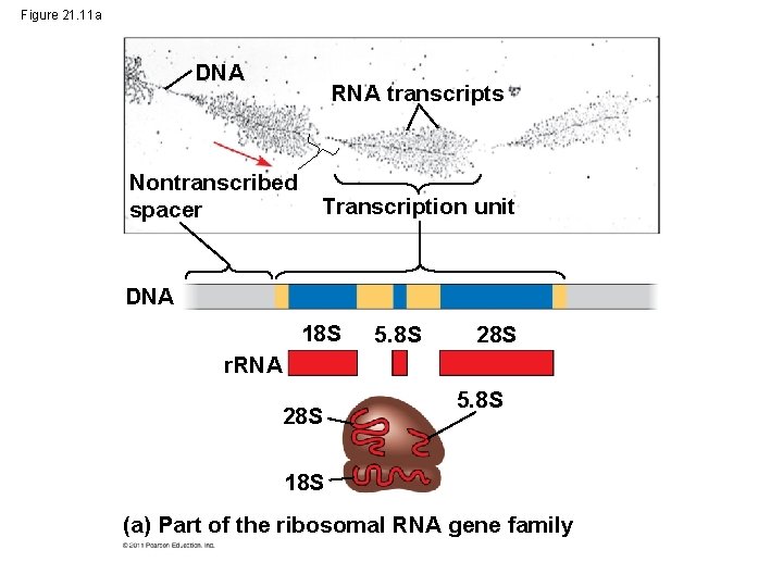 Figure 21. 11 a DNA RNA transcripts Nontranscribed spacer Transcription unit DNA 18 S