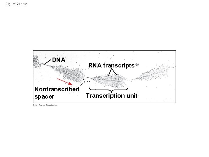 Figure 21. 11 c DNA Nontranscribed spacer RNA transcripts Transcription unit 