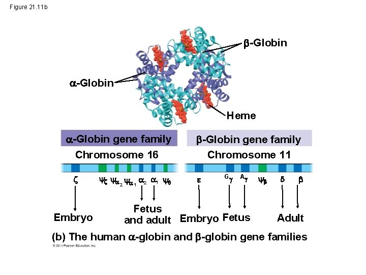 Figure 21. 11 b -Globin Heme -Globin gene family Chromosome 16 Embryo 2 1