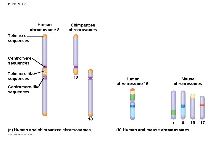Figure 21. 12 Human chromosome 2 Chimpanzee chromosomes Telomere sequences Centromere sequences Telomere-like sequences