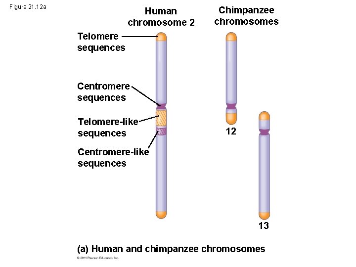 Figure 21. 12 a Human chromosome 2 Chimpanzee chromosomes Telomere sequences Centromere sequences Telomere-like