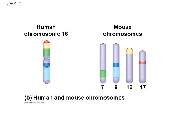 Figure 21. 12 b Human chromosome 16 Mouse chromosomes 7 8 (b) Human and