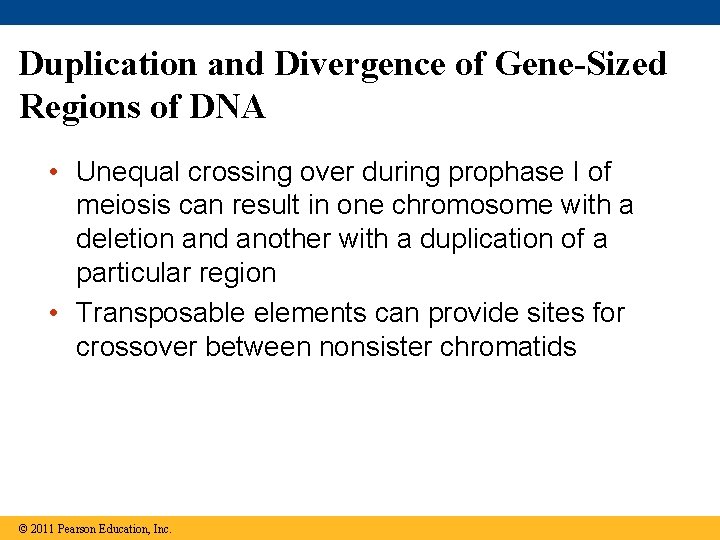 Duplication and Divergence of Gene-Sized Regions of DNA • Unequal crossing over during prophase