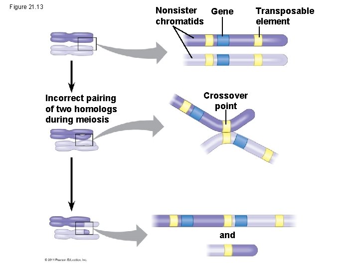 Figure 21. 13 Nonsister Gene chromatids Incorrect pairing of two homologs during meiosis Crossover
