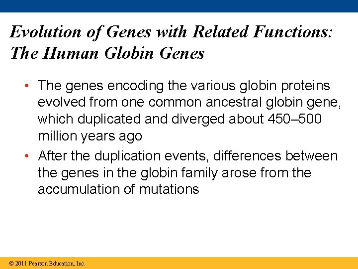 Evolution of Genes with Related Functions: The Human Globin Genes • The genes encoding
