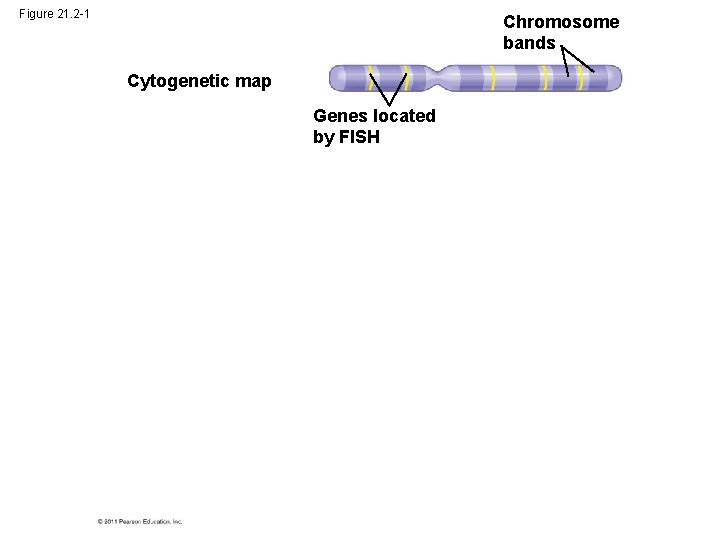 Figure 21. 2 -1 Chromosome bands Cytogenetic map Genes located by FISH 