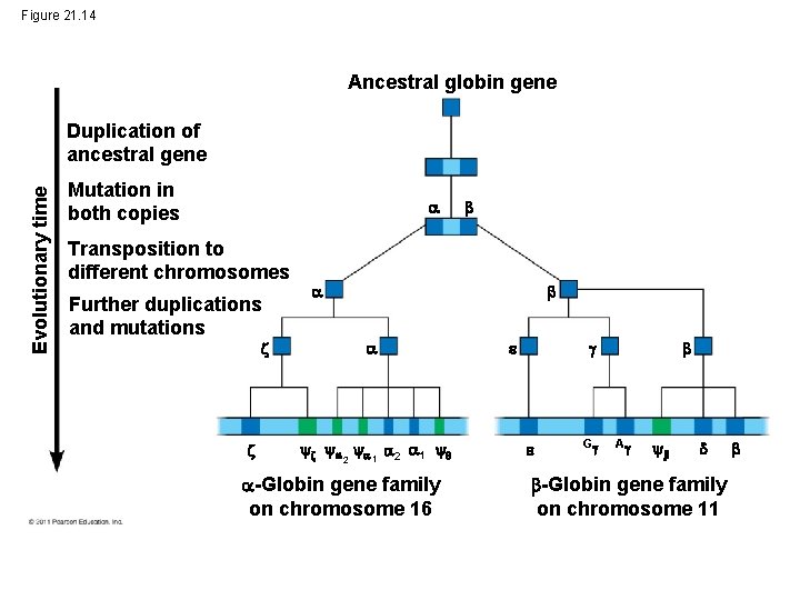 Figure 21. 14 Ancestral globin gene Evolutionary time Duplication of ancestral gene Mutation in