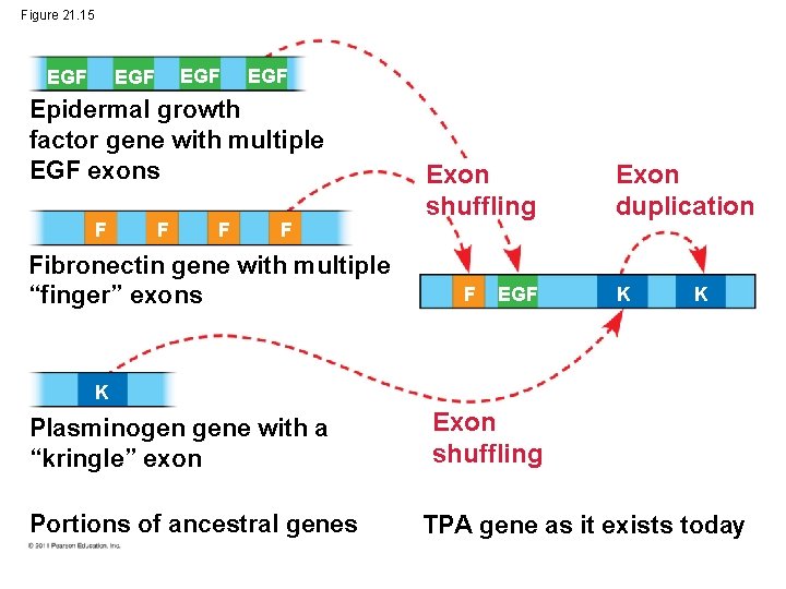 Figure 21. 15 EGF EGF Epidermal growth factor gene with multiple EGF exons F