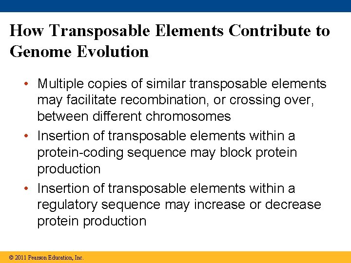 How Transposable Elements Contribute to Genome Evolution • Multiple copies of similar transposable elements