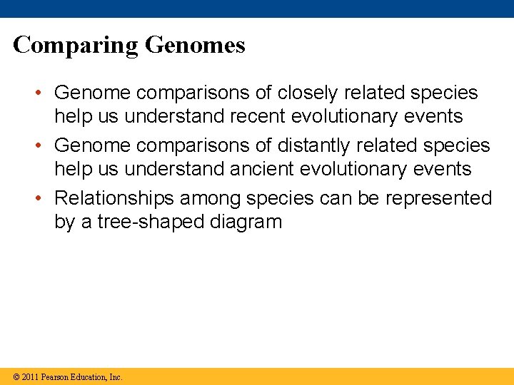 Comparing Genomes • Genome comparisons of closely related species help us understand recent evolutionary