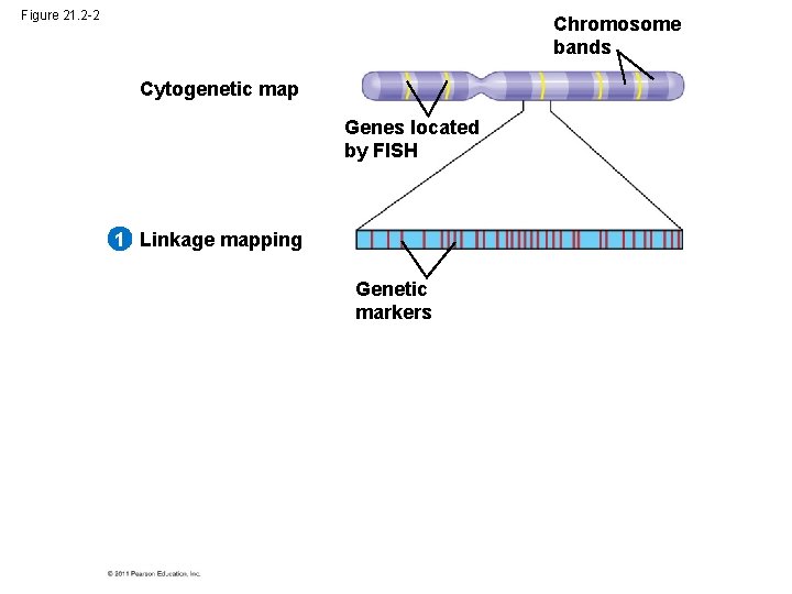 Figure 21. 2 -2 Chromosome bands Cytogenetic map Genes located by FISH 1 Linkage