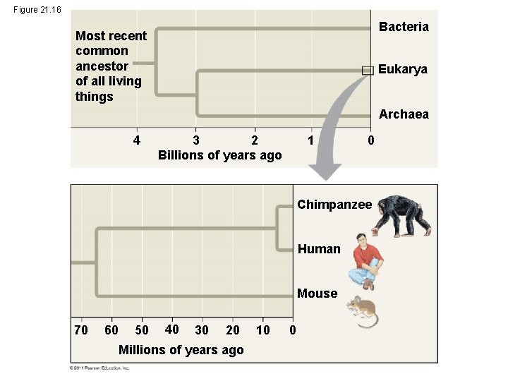 Figure 21. 16 Bacteria Most recent common ancestor of all living things Eukarya Archaea