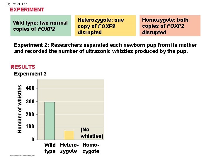 Figure 21. 17 b EXPERIMENT Wild type: two normal copies of FOXP 2 Heterozygote: