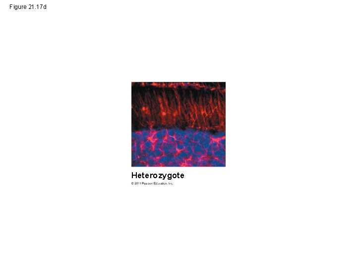 Figure 21. 17 d Heterozygote 